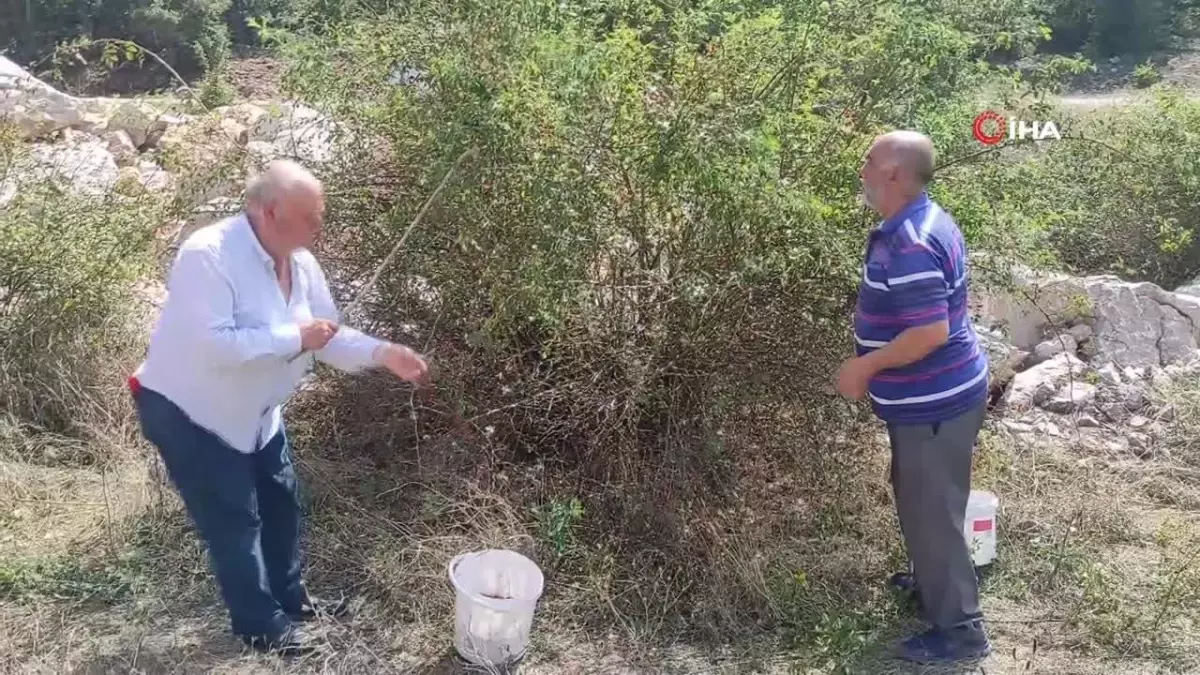 Yozgat’ta Kuşburnu Hasadı: Doğal Şifa ve Kış Hazırlığı